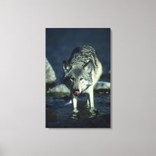 Grauer Wolf beim Herbsttrinken Leinwanddruck