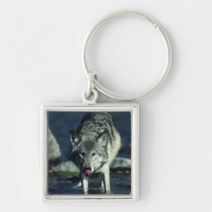 Grauer Wolf beim Herbsttrinken Schlüsselanhänger