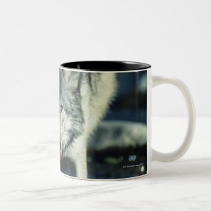 Grauer Wolf beim Herbsttrinken Zweifarbige Tasse