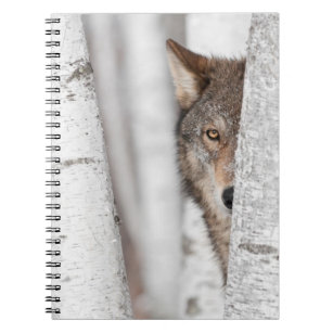 Grauer Wolf (Canis Lupus) hinter Baum Notizblock