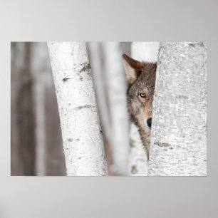 Grauer Wolf (Canis Lupus) hinter Baum Poster