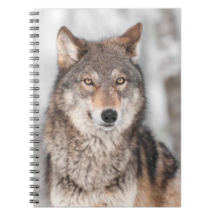 Grauer Wolf (Canis Lupus) mit einer Ohr-Rückseite Notizblock