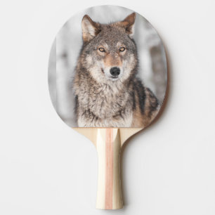 Grauer Wolf (Canis Lupus) mit einer Ohr-Rückseite Tischtennis Schläger