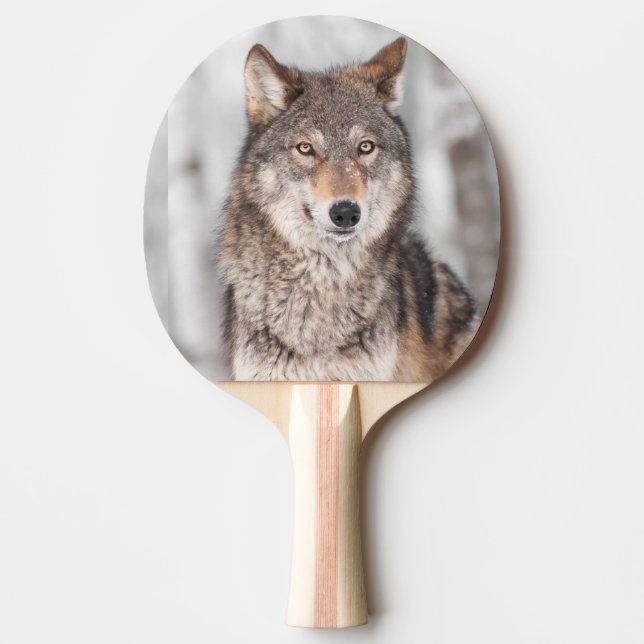 Grauer Wolf (Canis Lupus) mit einer Ohr-Rückseite Tischtennis Schläger (Vorderseite)