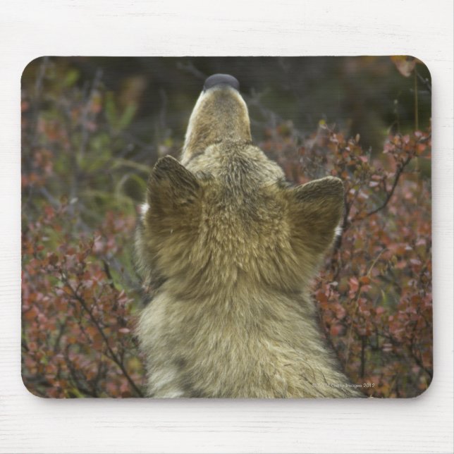 Grauer Wolf (Canis Lupus) Mousepad (Vorne)