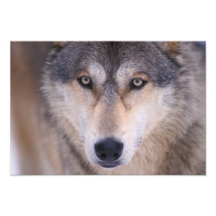 Grauer Wolf, Canis lupus, Nahaufnahme der Augen Fotodruck