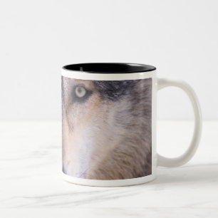 Grauer Wolf, Canis lupus, Nahaufnahme der Augen Zweifarbige Tasse