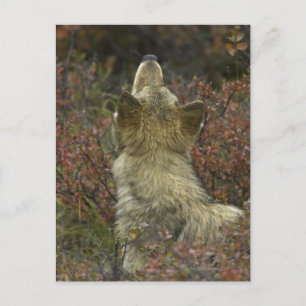 Grauer Wolf (Canis lupus) Postkarte