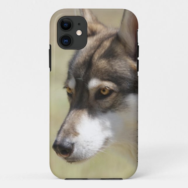 Grauer Wolf Case-Mate iPhone Hülle (Rückseite)