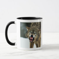 Grauer Wolf der Verwirrung