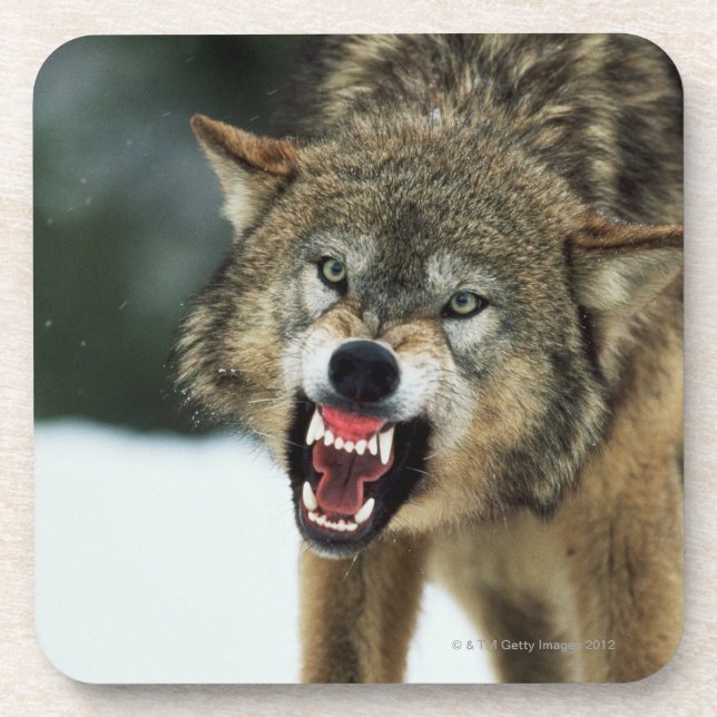 Grauer Wolf der Verwirrung Untersetzer (Vorderseite)