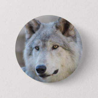 Grauer Wolf-Gesicht Button