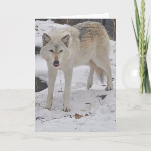 Grauer Wolf-Gruß-Karte Karte (Vorderseite)