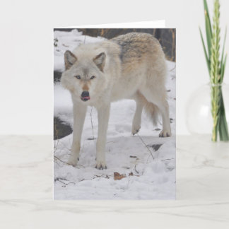 Grauer Wolf-Gruß-Karte Karte