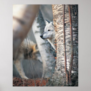 Grauer Wolf hinter Baum Poster