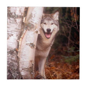 Grauer Wolf hinter einem Baum Fliese