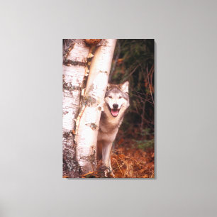 Grauer Wolf hinter einem Baum Leinwanddruck