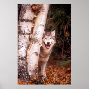 Grauer Wolf hinter einem Baum Poster