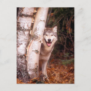 Grauer Wolf hinter einem Baum Postkarte