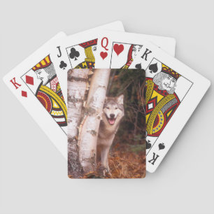 Grauer Wolf hinter einem Baum Spielkarten