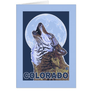 Grauer Wolf HowlingColorado