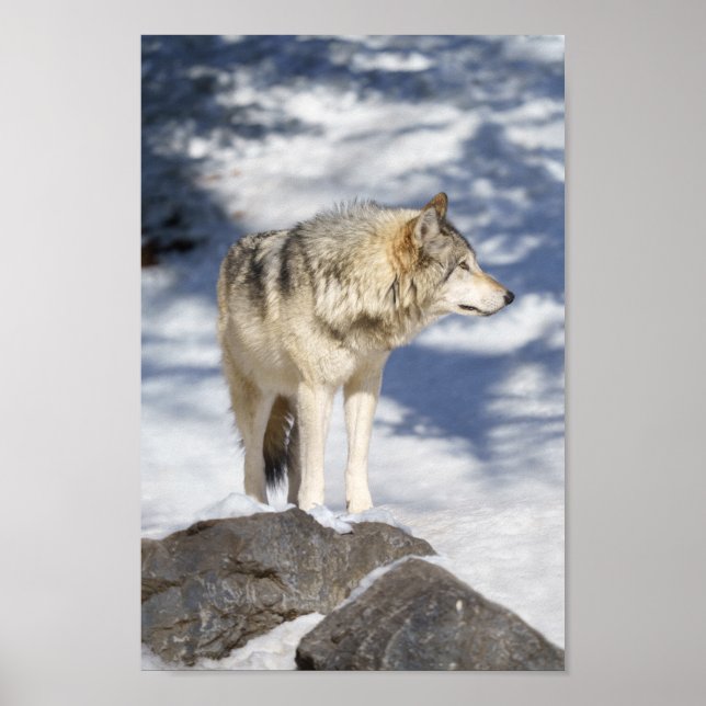 Grauer Wolf im Schnee Poster (Vorne)