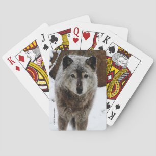 Grauer Wolf im Schnee Spielkarten