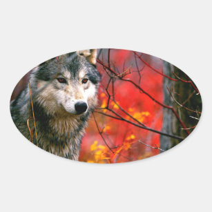 Wolf Auge Aufkleber Zazzle Ch