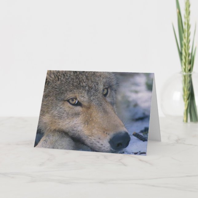 Grauer Wolf-Liebhaber Karte (Vorderseite)