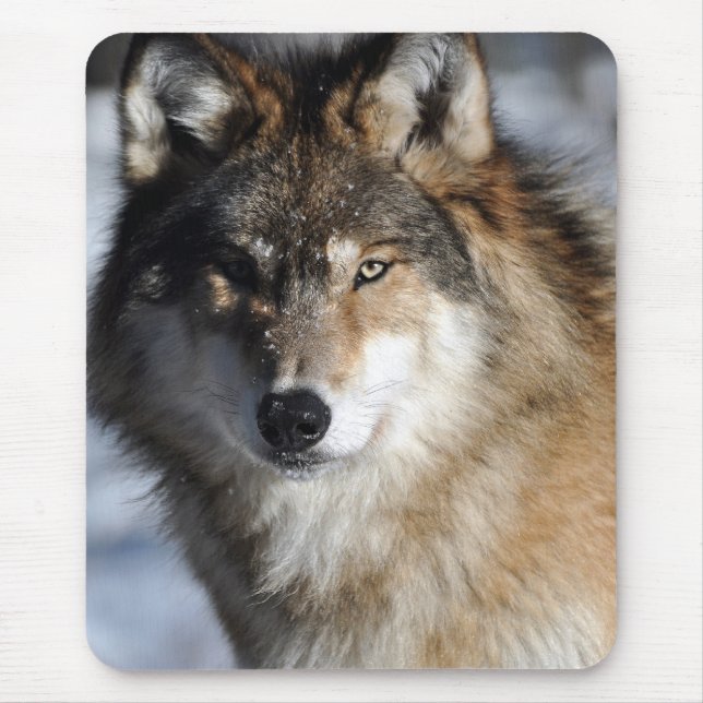 Grauer Wolf Mousepad (Vorne)