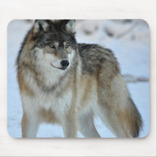 Grauer Wolf Mousepad