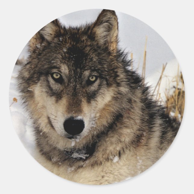 Grauer Wolf oder Holzwolf, der im Schnee liegt Runder Aufkleber (Vorderseite)