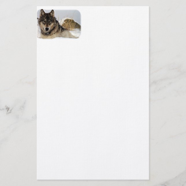 Grauer Wolf oder Timberwolf, die in den Schnee Briefpapier (Vorderseite)