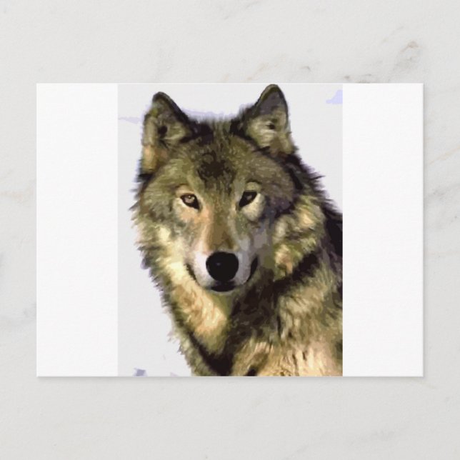 Grauer Wolf Postkarte (Vorderseite)