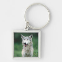 Grauer Wolf