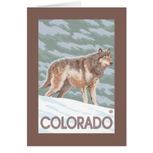 Grauer Wolf StandingColorado