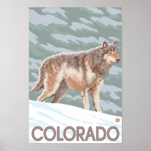 Grauer Wolf StandingColorado Poster