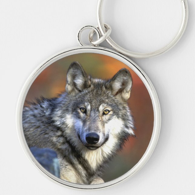 Grauer Wolf - Timberwolf - roter Wolf-Reihe Schlüsselanhänger (Vorne)