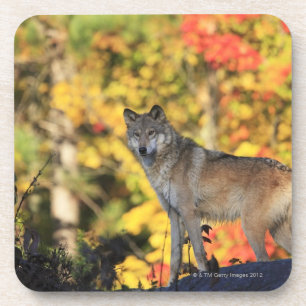 Grauer WolfCanis lupus.order: carnivorafamily Untersetzer