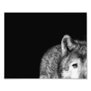 Grauer WolfStare - Schwarzweiss-Foto-Druck Fotodruck