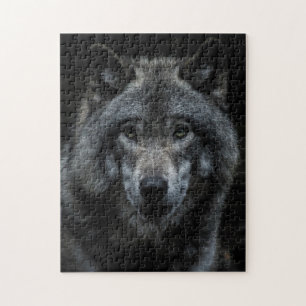Grauer Wolfswald Wildtiere Natur Nah aufpassen