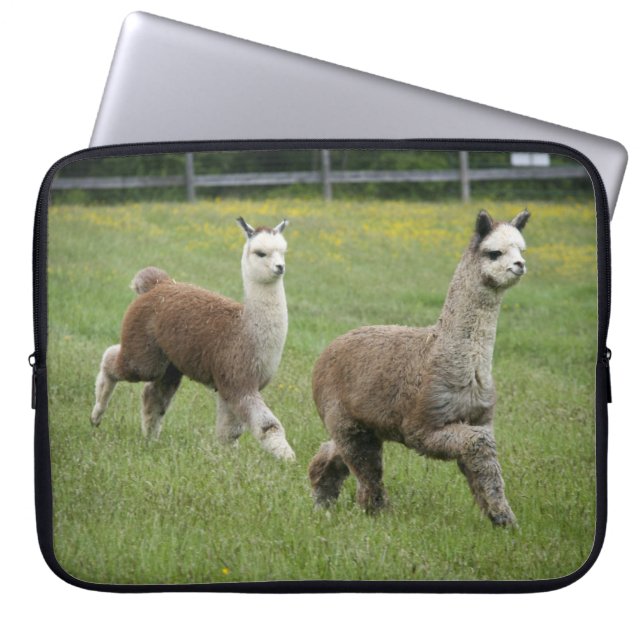 Graues Alpaka-Laufen Laptopschutzhülle (Vorderseite)