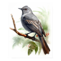 Graues Catbird Bird Art Print Poster