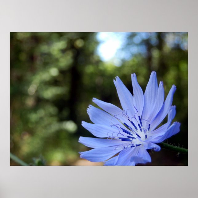 Graues Chicorée Poster (Vorne)