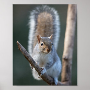 Graues Eichhörnchen auf einem Ast Poster
