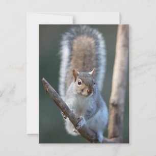 Graues Eichhörnchen auf einem Ast Postkarte