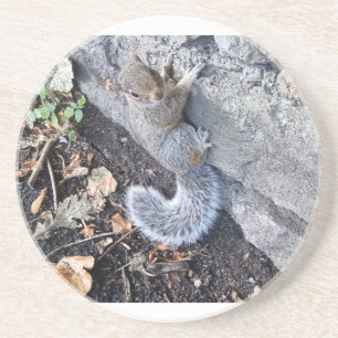 Graues Eichhörnchen oder graues Eichhörnchen Getränkeuntersetzer