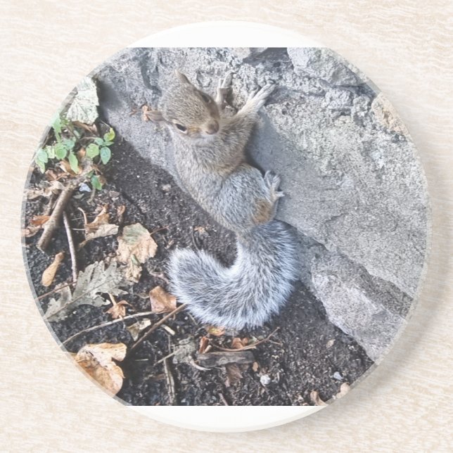 Graues Eichhörnchen oder graues Eichhörnchen Getränkeuntersetzer (Vorne)