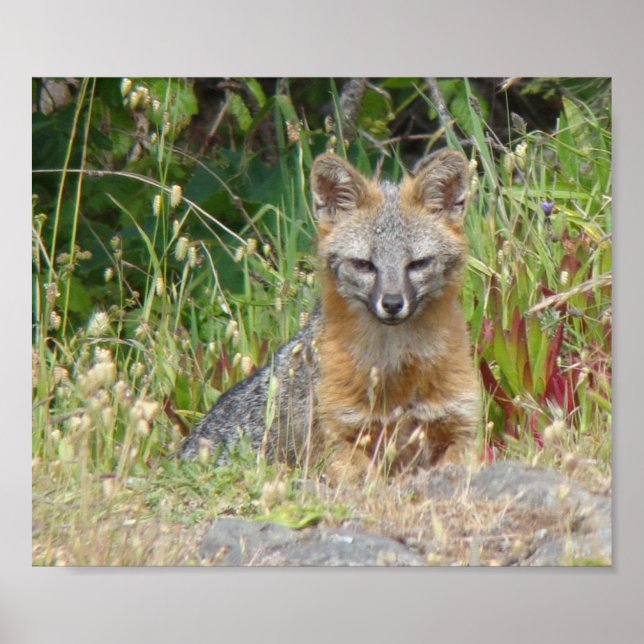 Graues Fox-Poster Poster (Vorne)