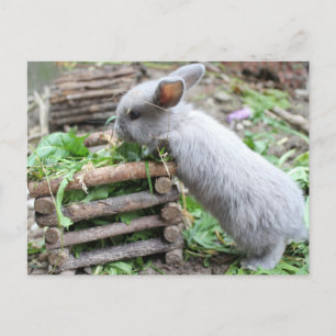 graues Häschen das frisst Postkarte